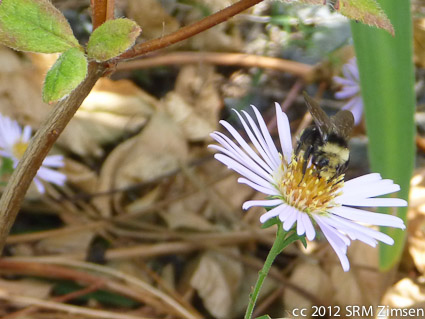 BumblebeeAster